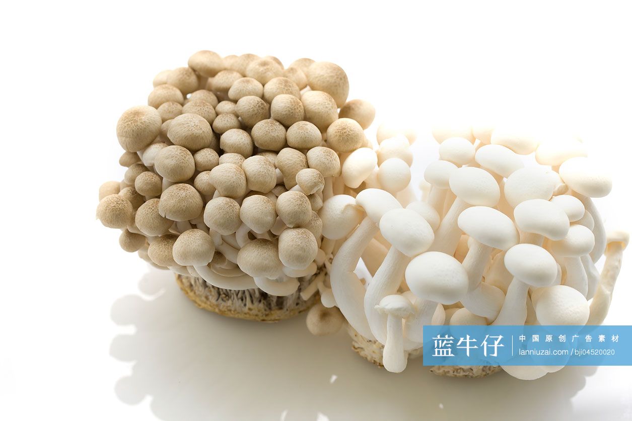 新鲜的真姬菇