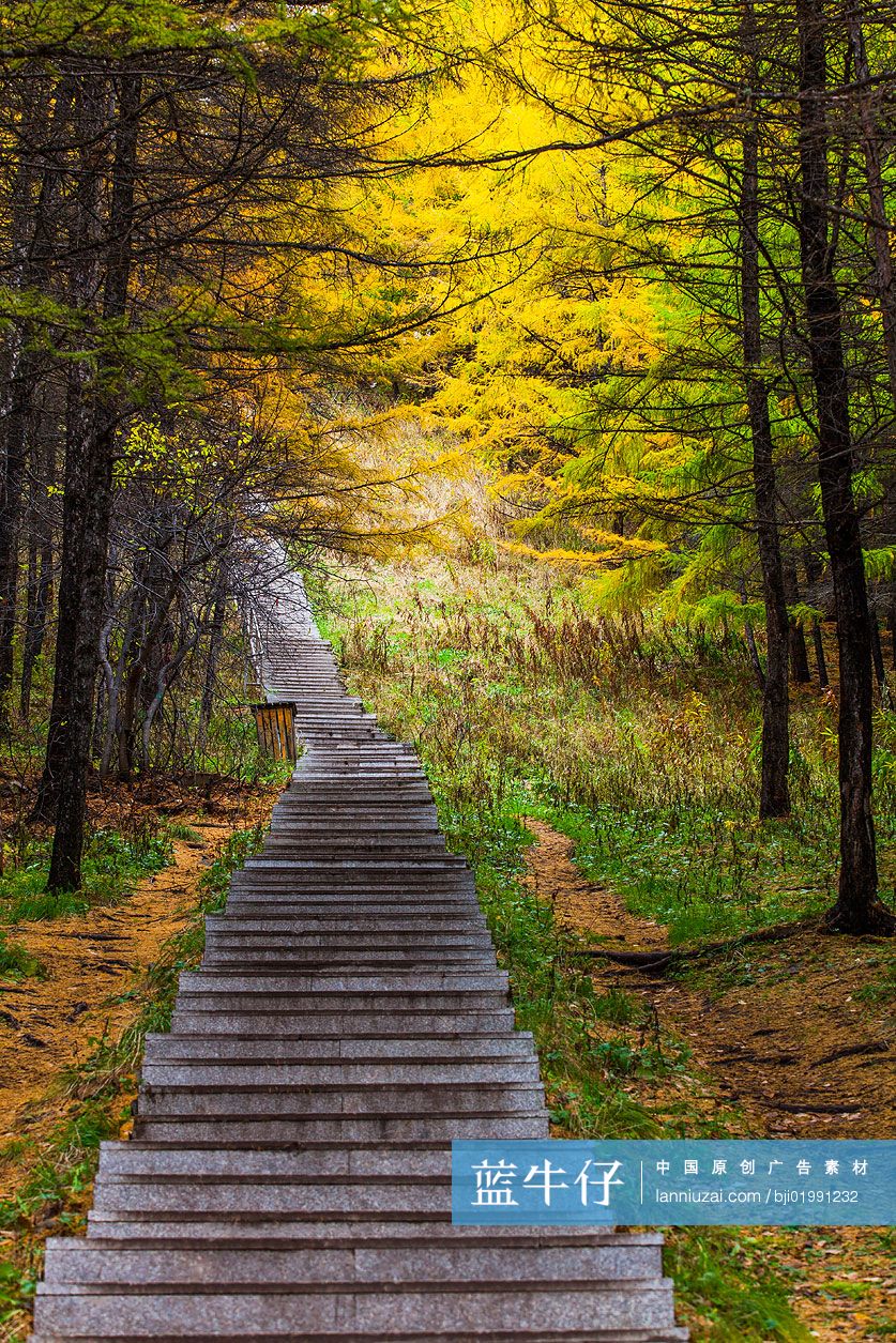 林间的石阶小路