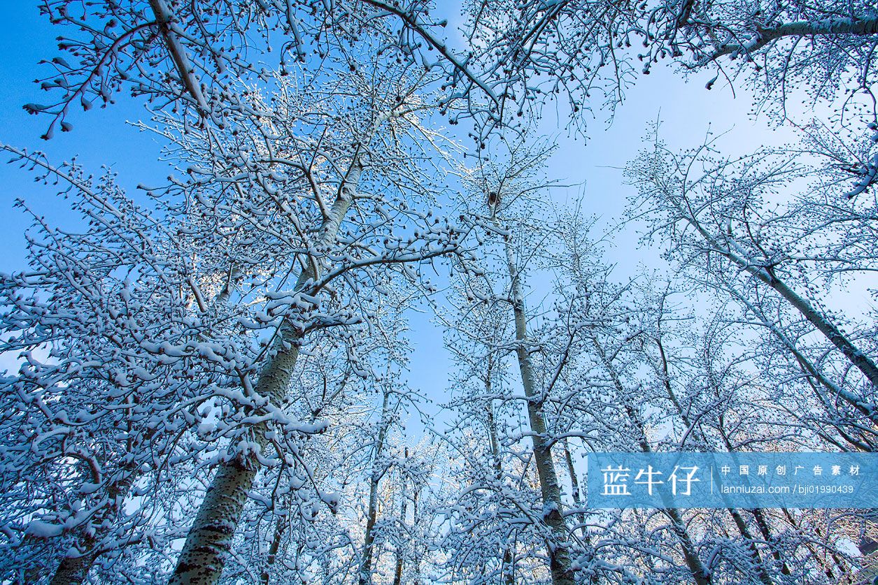 雪中的树