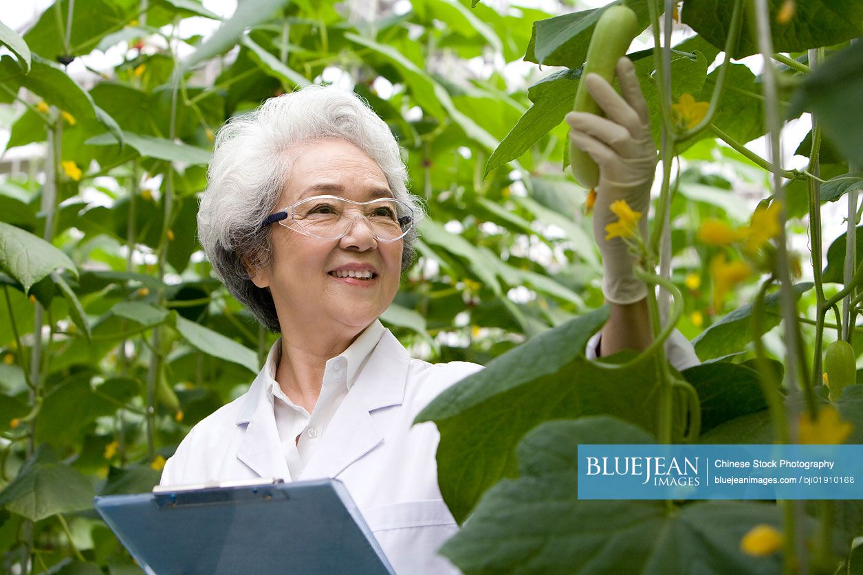 Chinese scientists doing research in modern farm
