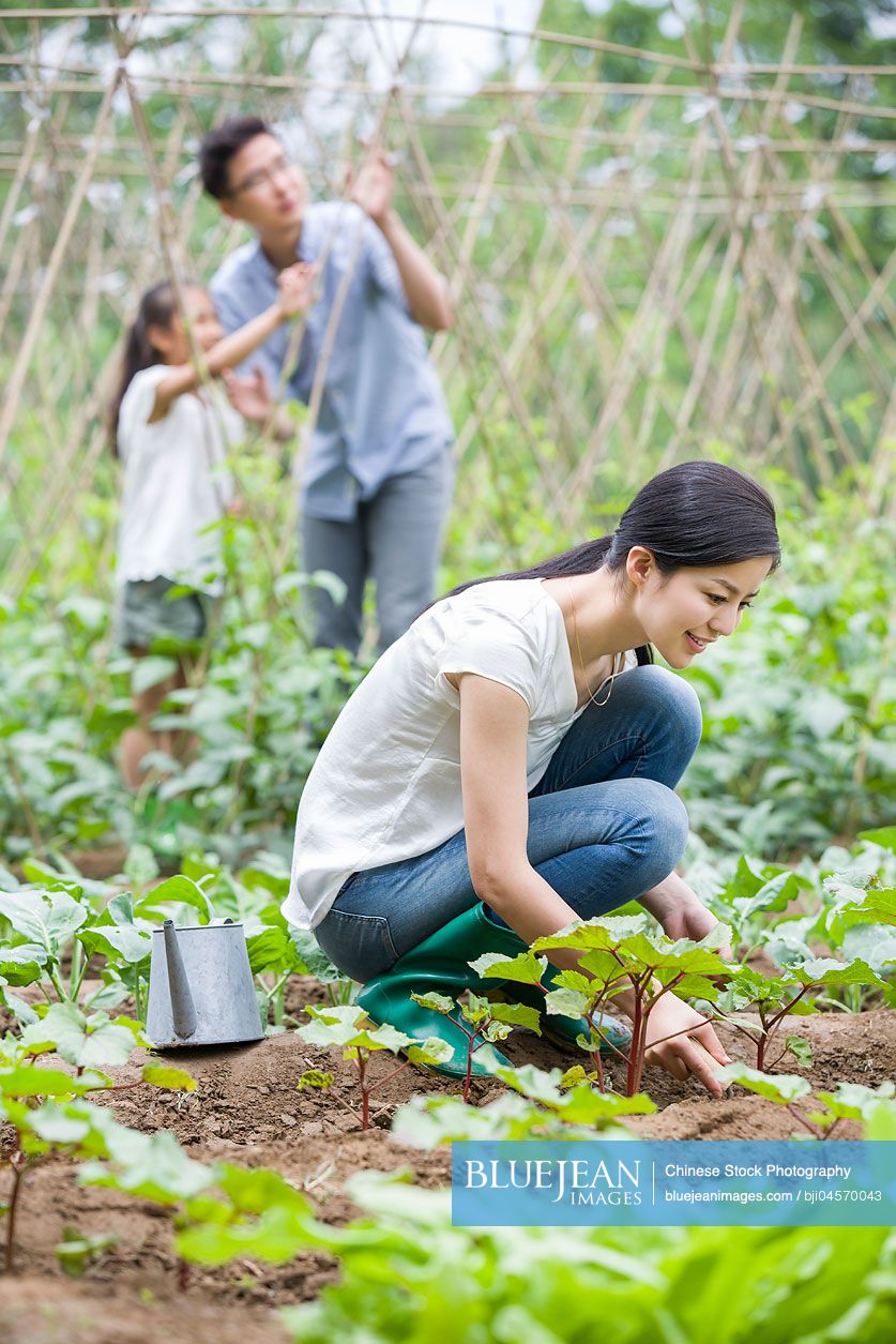 Young Chinese family gardening together