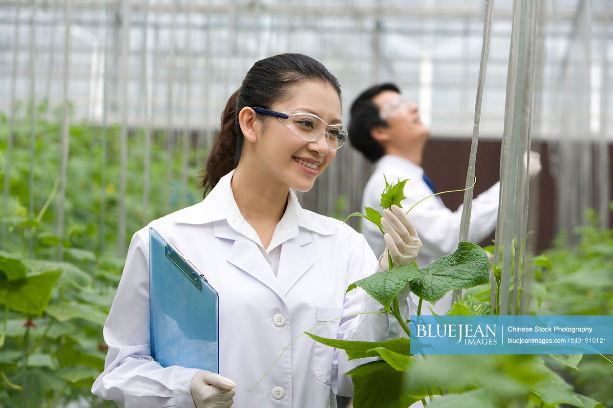 Chinese scientists doing research in modern farm