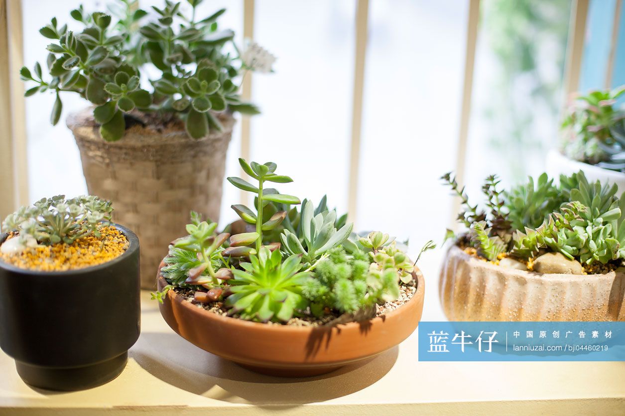 肉质植物盆栽