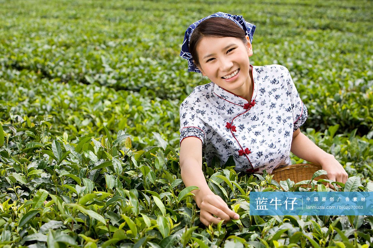 采茶女在茶园采茶