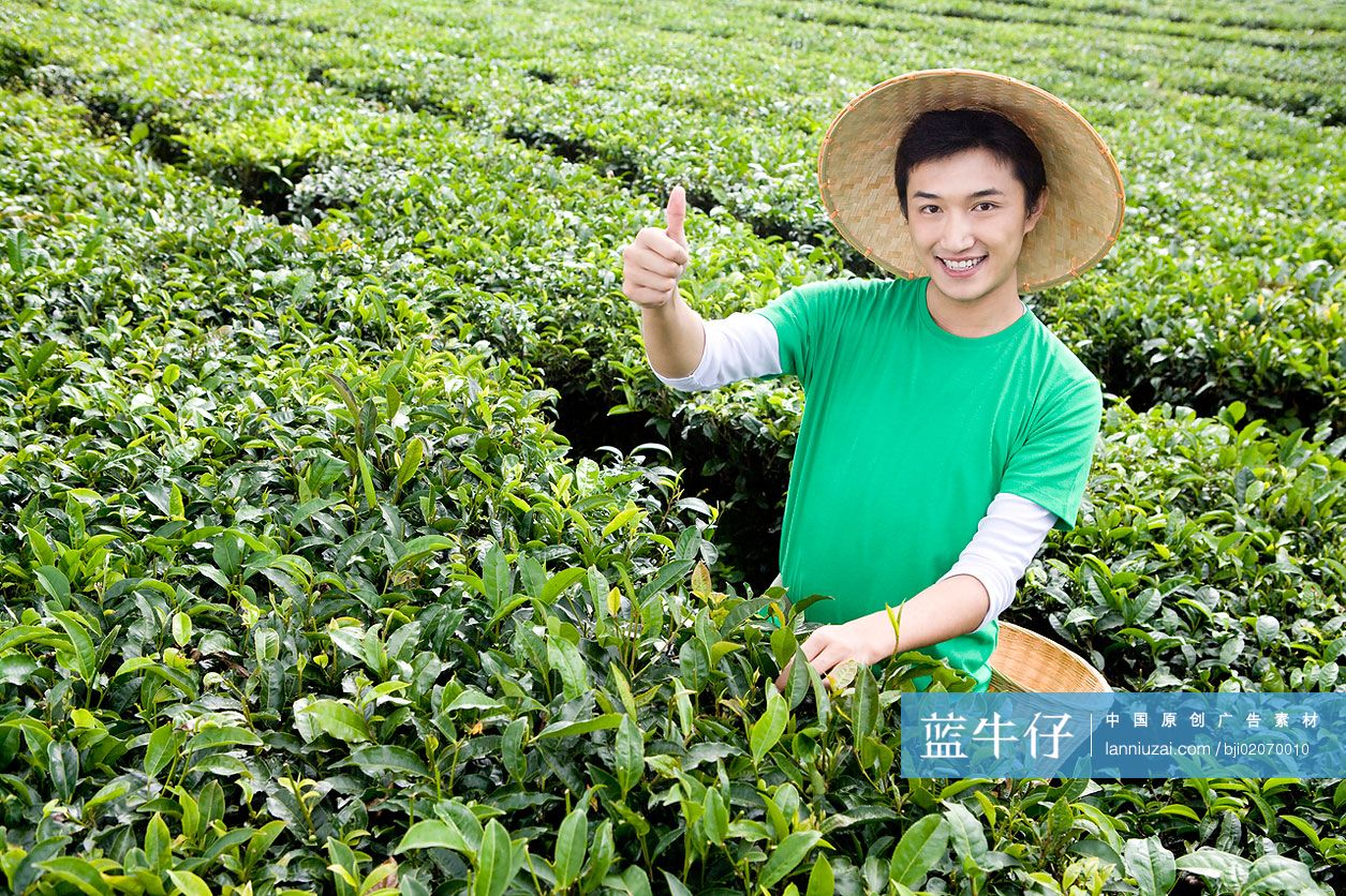 青年男子在茶园采茶