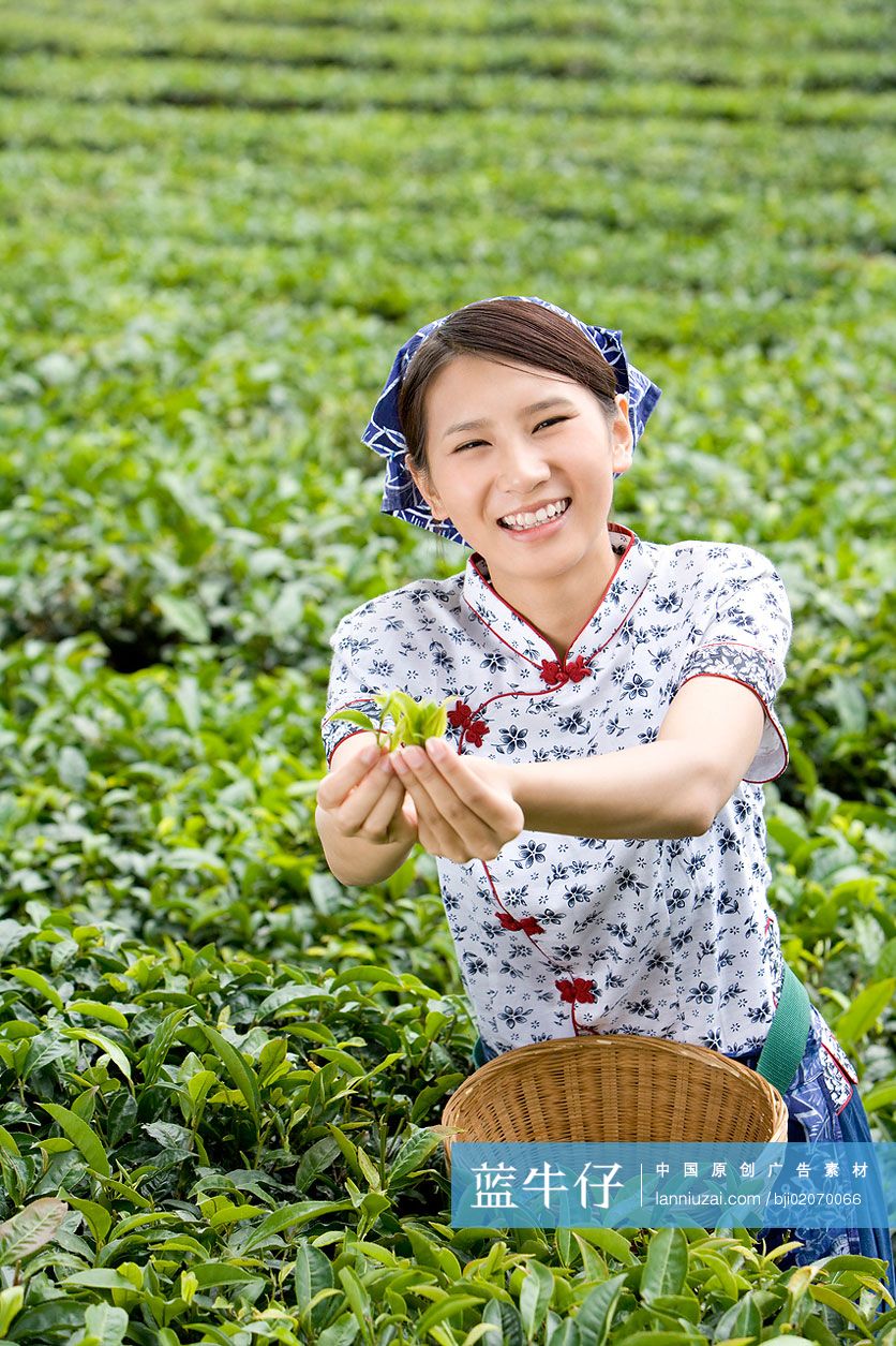 采茶女在茶园采茶