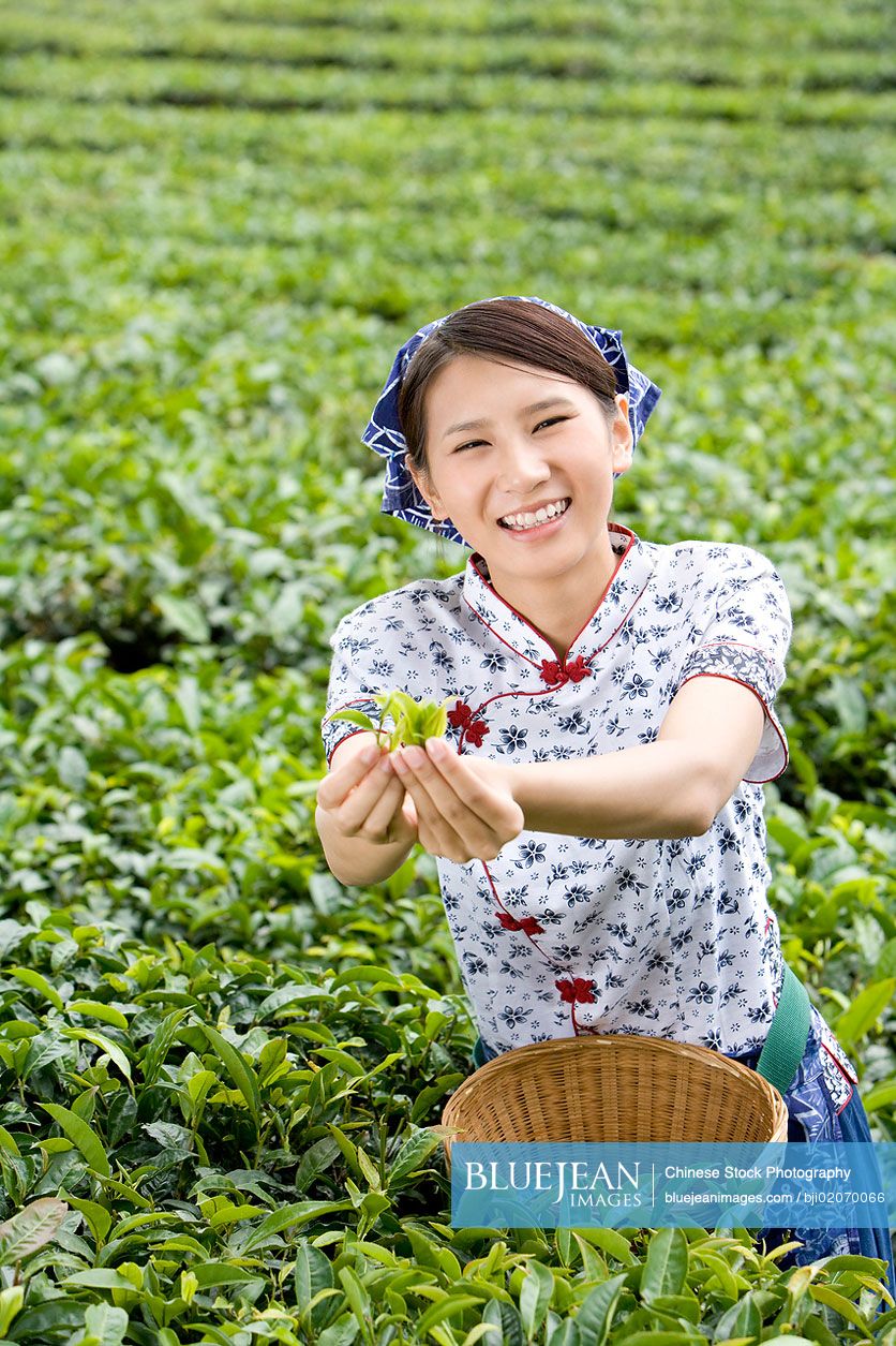 Young Chinese woman in a tea field holding fresh tea Leaves