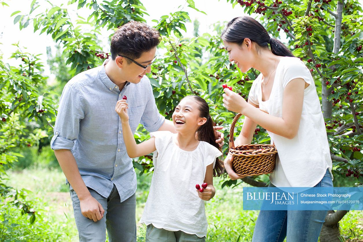Young Chinese family picking cherries in orchard