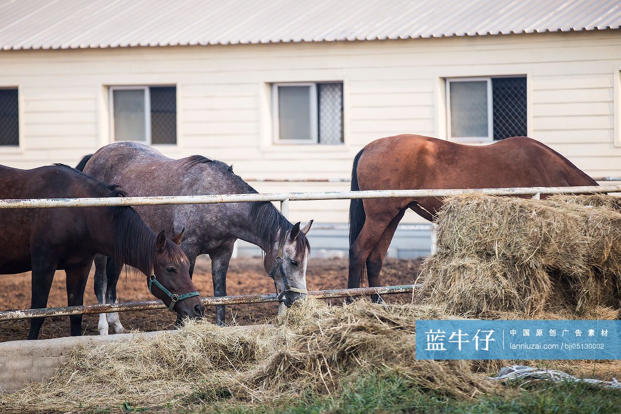 马在马场里吃干草
