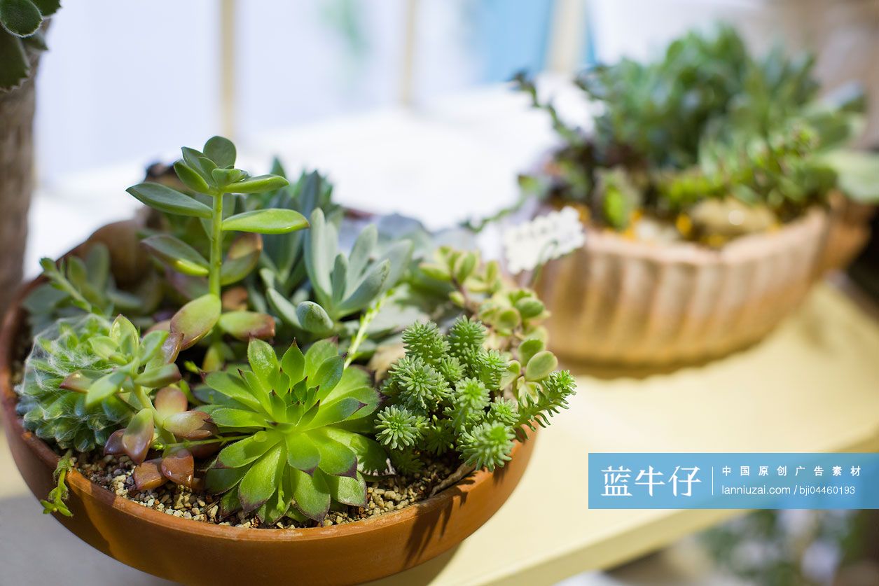 肉质植物盆栽