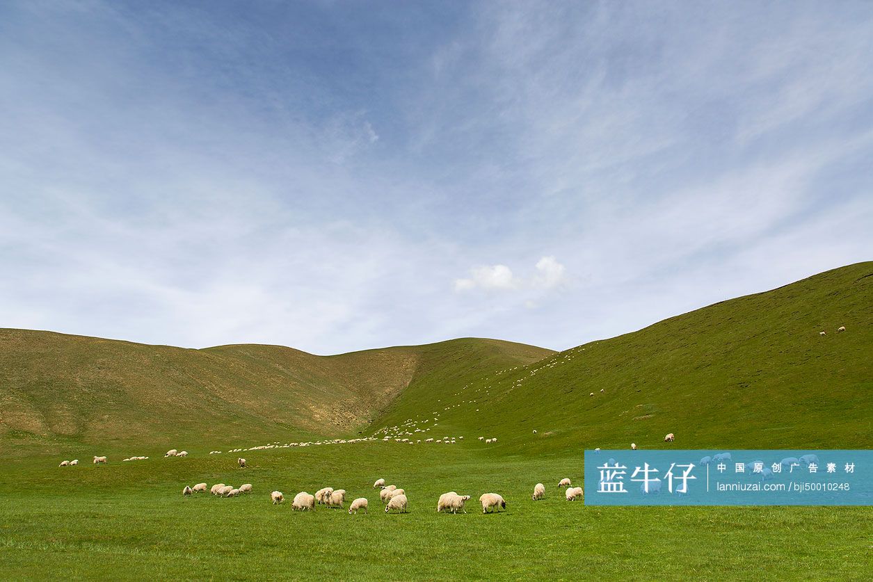 草原上的羊群